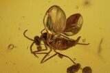 Three Detailed Fossil Flies (Diptera) In Baltic Amber #105508-2